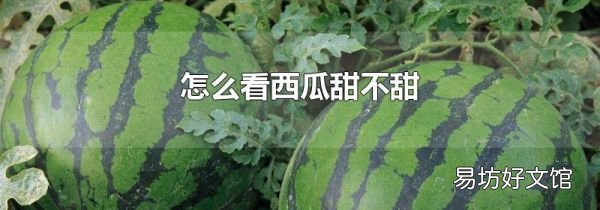 怎么看西瓜甜不甜