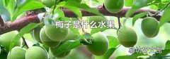 梅子是什么水果