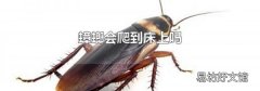 蟑螂会爬到床上吗
