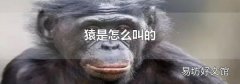 猿是怎么叫的