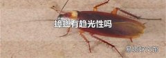 蟑螂有趋光性吗