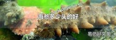 海参多少头的好