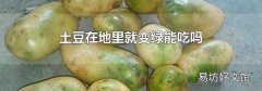 土豆在地里就变绿能吃吗