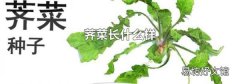 荠菜长什么样