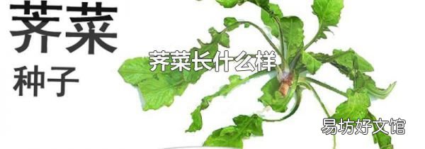 荠菜长什么样