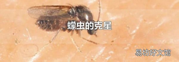 蠓虫的克星