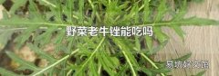 野菜老牛锉能吃吗
