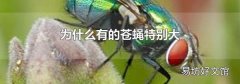 为什么有的苍蝇特别大