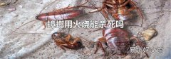 蟑螂用火烧能杀死吗