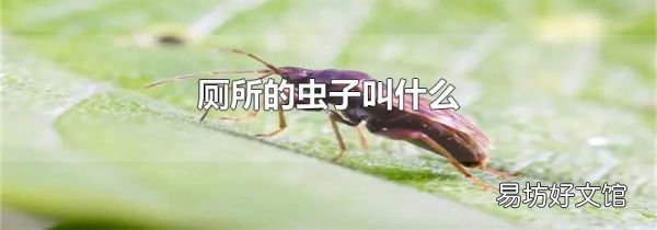 厕所的虫子叫什么