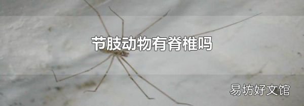节肢动物有脊椎吗