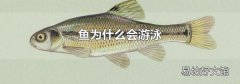 鱼为什么会游泳