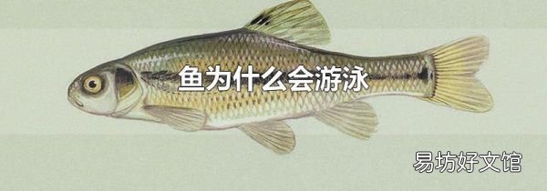 鱼为什么会游泳