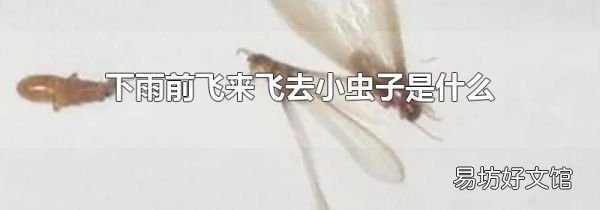 下雨前飞来飞去小虫子是什么