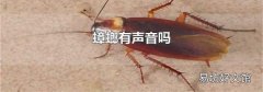 蟑螂有声音吗