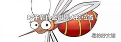 蚊子靠什么辨别人的位置