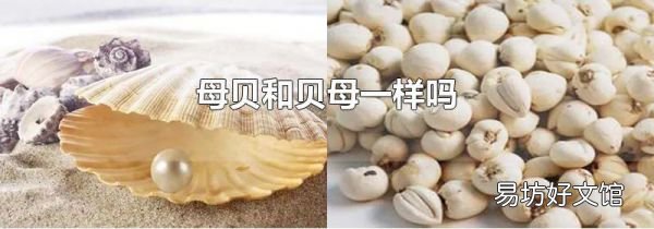 母贝和贝母一样吗