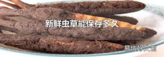 新鲜虫草能保存多久