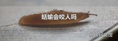 蛞蝓会咬人吗