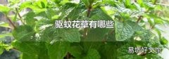 驱蚊花草有哪些