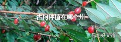 古柯种植在哪个州