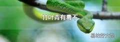 竹叶青有毒不