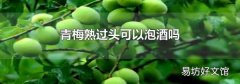 青梅熟过头可以泡酒吗