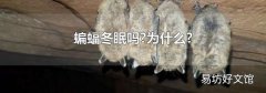 蝙蝠冬眠吗?为什么?
