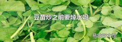 豆苗炒之前要焯水吗