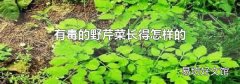 有毒的野芹菜长得怎样的