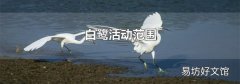 白鹭活动范围