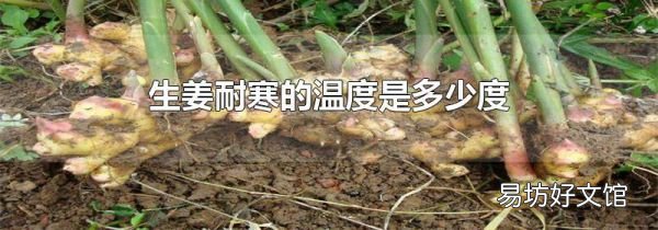 生姜耐寒的温度是多少度