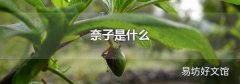 奈子是什么