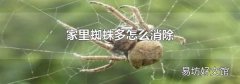 家里蜘蛛多怎么消除