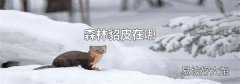 森林貂皮在哪