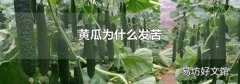 黄瓜为什么发苦