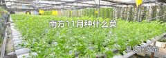南方11月种什么菜