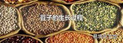 豆子的生长过程