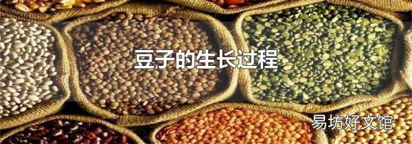豆子的生长过程