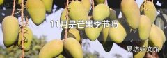 11月是芒果季节吗