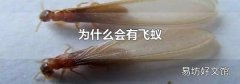 为什么会有飞蚁