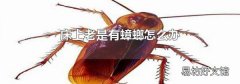 床上老是有蟑螂怎么办