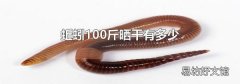 蚯蚓100斤晒干有多少