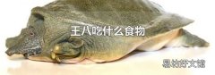 王八吃什么食物