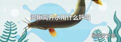 泥鳅离开水用什么呼吸