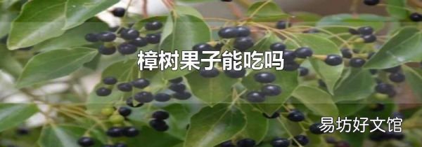 樟树果子能吃吗