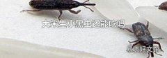 大米生小黑虫还能吃吗