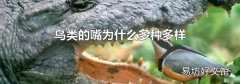 鸟类的嘴为什么多种多样