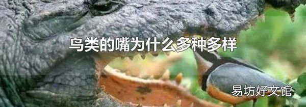 鸟类的嘴为什么多种多样