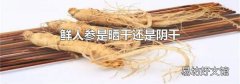 鲜人参是晒干还是阴干